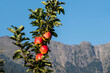 apple tree, espalier fruit before mountain