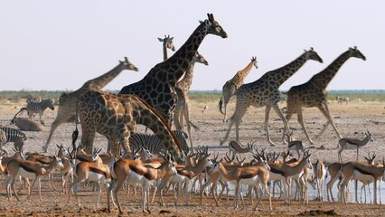 Wall Mural - A herd of giraffes and other animals gather around a waterhole in Etosha National Park, Namibia, Africa.