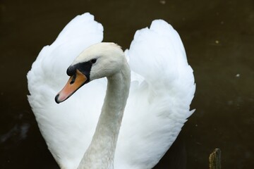 Canvas Print - Beautiful white swan swimming in lake outdoors, closeup