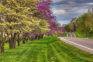 Alternating Dogwood and Redbuds trees in full bloom along a country road