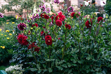 Blooming Dahlias Of Different Types In The Flower Garden Near The House. High Quality Photo