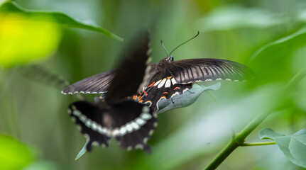 Two Common Mormon butterflies mating dance in the garden. motion blur in wings.