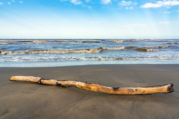 Wall Mural - Old snag on the sea shore