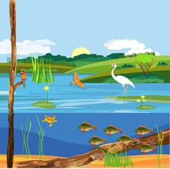 Wall Mural - Pond ecosystem and Underwater pond landscape with fishes driftwood and aquatic plants