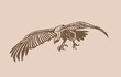 Vector vulture on sepia background,graphical drawing. Wild bird,hunter