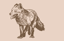 Vector Vintage Drawing Of Fox Standing And Watching Distance,graphics