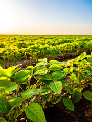 Wall Mural - Green soybean plants at agricultural farm field