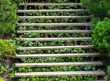 Wooden Steps On The Stairs In The Green Vegetation Of The Park.
