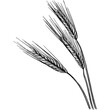 Hand drawn Barley Seeds Sketch Illustration