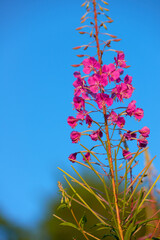 Wall Mural - Rosebay Willowherb (Epilobium angustifolium) pink flowers closeup outdoors from low angle view during daytime