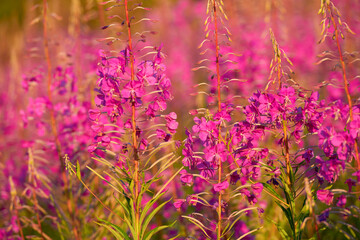 Wall Mural - Bushes of pink color Rosebay Willowherb (Epilobium angustifolium) closeup outdoors from low angle view during daytime