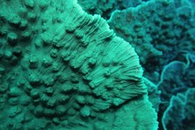 Organic Texture Of The Elephant Ear Coral. Abstract Green Background .