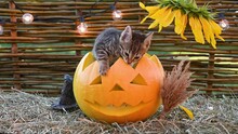 Cute Funny Tabby Cat Bengal Breed Kitten Sits In A Pumpkin Jack In A Black Hat Next To A Sunflower Halloween Concept. High Quality 4k Footage