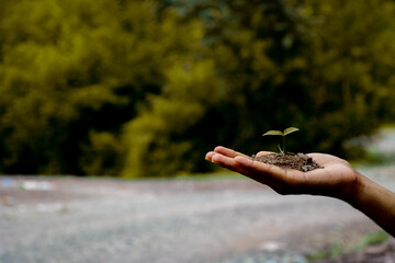 adult hands taking care of a seedling in the soil.