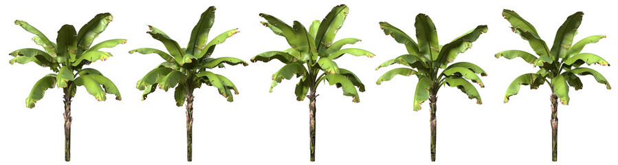 banana tree isolated with five different variations.