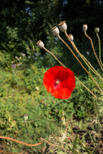 Single Poppy With Ripe Seed Pods