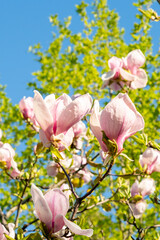 Wall Mural - beautiful magnolia blossoms in the spring. Beautiful magnolia tree blossoms in springtime. Magnolia blossomed on sky background. Beginning of spring. beautiful flowers.