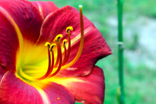 Day-lily Flower (Hemerocallis Fulva). Bright Yellow And Red Daylily Blossom, Closeup. Pistil And Pollen-bearing Stamens Extend Outward From Red-yellow Throat Of Flower
