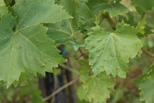 Eriophyes Vitis. Grape Erineum Mite Or Blister Mite, Is A Mite Species In The Genus Eriophyes Infecting Grape Leaves. Disease On Vitis Vinifera 