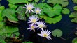 Lotus, Seerose Blüte und Blätter