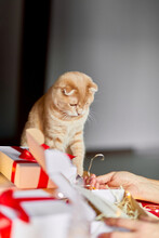 Vet Man In Santa Hat And Cat In Hand Making Greeting Card For New Year And Christmas, Congratulation For Clients Or Friends Or Family , Packing Presents Or Gifts, Mail Manager Concept.