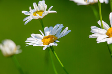 Wall Mural - Daisies in the sun, macro photography