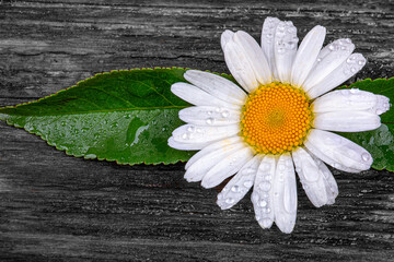 Wall Mural - Chamomile in water drops, on a wooden background, macro photography