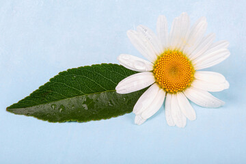 Wall Mural - Chamomile in drops of water, on a blue background, macro photography