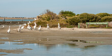 Coorong National Park And Pelicans