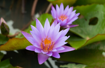 Wall Mural - purple lotus blooming in the morning