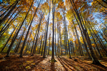 Colorful fall autumn forest of beech forest