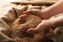 Caucasian Male Showing Wheat Grains In His Hands Over Burlap Sack
