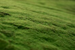 green moss for background