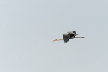 Grey Heron Bird In Flight On Grey Sky (Ardea Cinerea)
