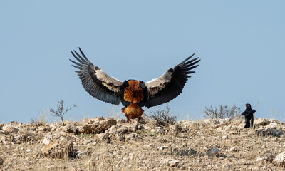 Wall Mural - Bateleur Eagle