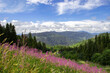 © yangelia - Fairy forest landscape in cloudy weather in the Carpathians. Beautiful Ukrainian mountains in the background.