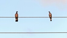 Two Pigeons Are Sitting On The Wires