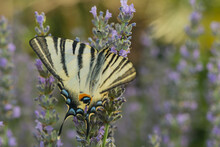 Scarce Swallowtail On A Lavender Blossom