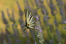 Scarce Swallowtail On A Lavender Blossom