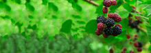 Ripe Blackberries In The Garden. Dark Sweet Berries In The Forest. The Concept Of Growing Blackberries. Raspberry Cumberland On A Plantation