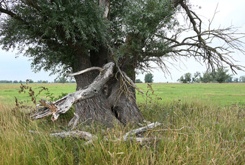 Canvas Print - Halb vertrockneter uralter Weidenbaum in der Elbaue bei Magdeburg