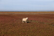 Schafe an der Nordsee auf einem Feld von Roten Queller