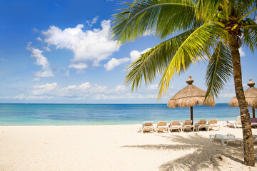 Wall Mural - Tropical beach with palm tree a sunny day