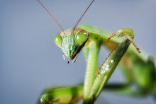 Green Praying Mantis Close Up Of Head