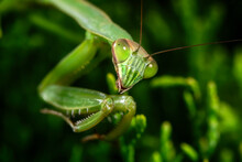 Praying Mantis On Green Leaf Close Up