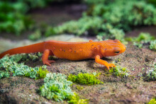 Red-spotted Newt Macro On Rock