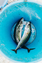 Fishing Catch At Bottom Of Blue Bucket