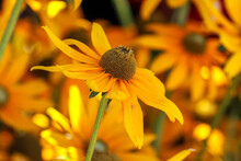Bright Yellow Flowers, "Rudbeckia Hirta", "Irish Eyes" Or "Black Eyed Susan" , Selective Focus On One Isolated Bloom. Dublin, Ireland