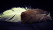 Federn - white feather on black background