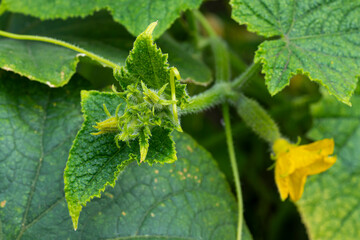 Wall Mural - Young ovaries of cucumbers. Harvesting in the fall from your own garden. High quality photo